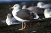 adult intermedius in October, ringed in Denmark.