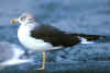 adult intermedius lbbg in October, ringed in Norway.