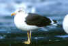adult intermedius in October, ringed in Denmark.