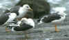 ad LBBG in October, ringed in the Netherlands. 