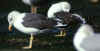 ad LBBG in October, ringed in the Netherlands. 