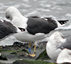 ad LBBG in October, ringed in the Netherlands. (60900 bytes)