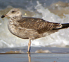 juvenile LBBG in October, ringed in Norway. (131273 bytes)