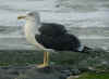 ad LBBG in October, ringed in Belgium. (75750 bytes)