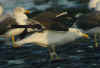 adult intermedius lbbg in October, ringed in Sweden. (80211 bytes)
