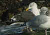 adult intermedius lbbg in October, ringed in Norway. (75971 bytes)