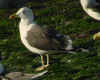 adult intermedius lbbg in October, ringed in Sweden. (102169 bytes)