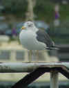 ad LBBG in October, ringed in Belgium. (74645 bytes)
