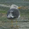 adult intermedius lbbg in October, ringed in Norway. (77684 bytes)