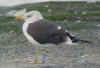 adult intermedius lbbg in October, ringed in Norway. (94818 bytes)