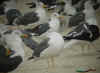 adult intermedius in October, ringed in Denmark. (72633 bytes)