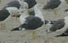 adult intermedius lbbg in October, ringed in Norway. (55754 bytes)