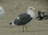 ad LBBG in October, ringed in the Netherlands. (60900 bytes)