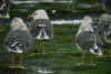 ad LBBG in October, ringed in the Netherlands. (86535 bytes)