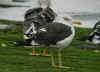 adult intermedius lbbg in October, ringed in Norway. (81887 bytes)