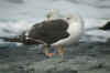 adult intermedius lbbg in October, ringed in Norway. (65103 bytes)