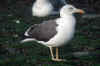 adult intermedius in October, ringed in Denmark. (112876 bytes)