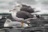 ad LBBG in October, ringed in the Netherlands. (65112 bytes)