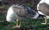 ad LBBG in October, ringed in the U.K. (122109 bytes)