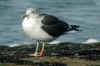 ad LBBG in October, ringed in the U.K. (61530 bytes)