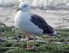 adult intermedius lbbg in October, ringed in Norway. (137939 bytes)
