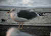 adult intermedius lbbg in October, ringed in Norway. (74314 bytes)