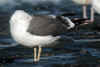 adult intermedius lbbg in October, ringed in Norway. (99830 bytes)