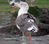 ad LBBG in October, ringed in the Netherlands. (125356 bytes)