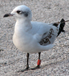 3 adult Mediterranean Gulls, including red ringed 731