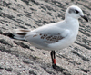 3 adult Mediterranean Gulls, including red ringed 731
