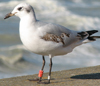 3 adult Mediterranean Gulls, including red ringed 731