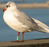 3 adult Mediterranean Gulls, including red ringed 731
