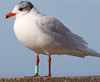 3 adult Mediterranean Gulls, including red ringed 731