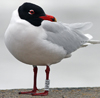 3 adult Mediterranean Gulls, including red ringed 731