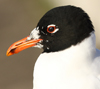 3 adult Mediterranean Gulls, including red ringed 731