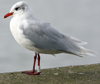 3 adult Mediterranean Gulls, including red ringed 731