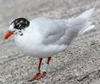 3 adult Mediterranean Gulls, including red ringed 731