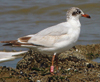 3 adult Mediterranean Gulls, including red ringed 731