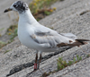 3 adult Mediterranean Gulls, including red ringed 731