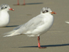 3 adult Mediterranean Gulls, including red ringed 731