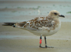 3 adult Mediterranean Gulls, including red ringed 731