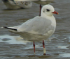 3 adult Mediterranean Gulls, including red ringed 731