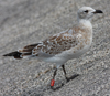 3 adult Mediterranean Gulls, including red ringed 731