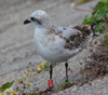 3 adult Mediterranean Gulls, including red ringed 731