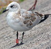 3 adult Mediterranean Gulls, including red ringed 731