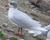 3 adult Mediterranean Gulls, including red ringed 731