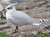 3 adult Mediterranean Gulls, including red ringed 731