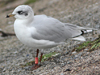 3 adult Mediterranean Gulls, including red ringed 731