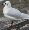 3 adult Mediterranean Gulls, including red ringed 731