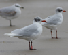 3 adult Mediterranean Gulls, including red ringed 731